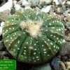Astrophytum _asterias cv. 'Super Kabuto' form 01a